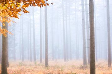 Bomen in de mist van Francis Dost