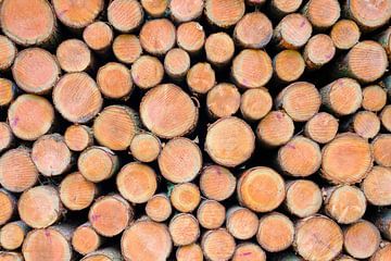 boomstammen met bast van naaldbomen, houtstappels