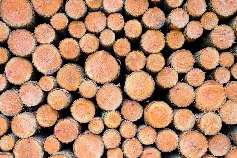 tree trunks with bark of conifers, wood piles by eric van der eijk