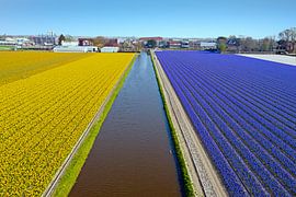 Luftaufnahme von blühenden Tulpen in der heißen Landschaft der Niederlande von Eye on You