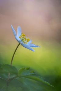 Anémone de bois avec un beau bokeh doux