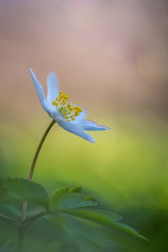 Anémone de bois avec un beau bokeh doux sur John van de Gazelle fotografie