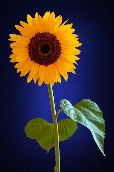Sunflower by Stephan Zaun