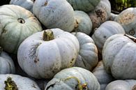 tas de citrouilles grises sur un marché de producteurs, légumes d'automne décoratifs pour Halloween  par Maren Winter Aperçu