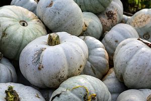 hoopje grijze pompoenen op een boerenmarkt, decoratieve herfstgroente voor halloween en thanksgiving