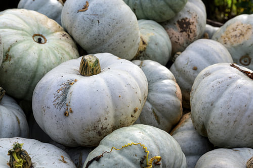 Haufen grauer Kürbisse auf einem Bauernmarkt, dekoratives Herbstgemüse für Halloween und Danksagung,