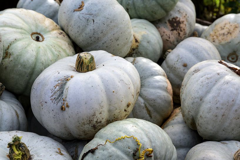 tas de citrouilles grises sur un marché de producteurs, légumes d'automne décoratifs pour Halloween  par Maren Winter