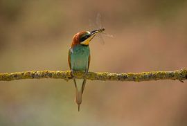 Bee-eater by Laura van Slochteren