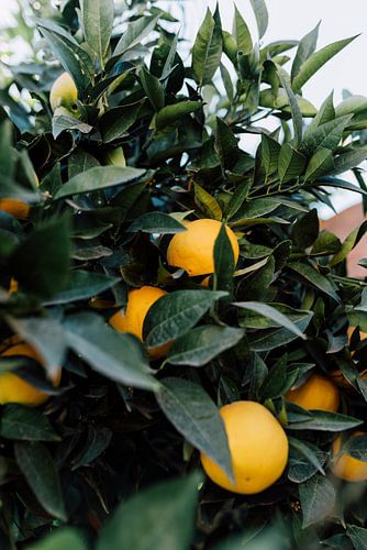 Tropische Orangen | Marokkanische Reisefotografie | Kunstdruck