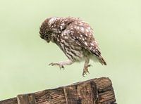 The tap dancer!