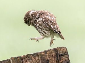 Der Stepptänzer!