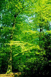 Bomen in het bos van Sharon Jansen