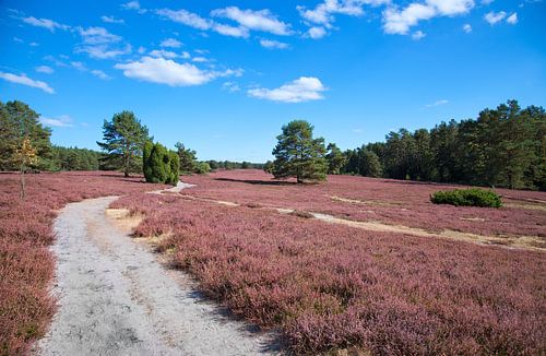 La lande sur Bo Valentino