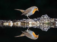 Roodborstje reflecteert