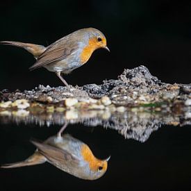 Roodborstje reflecteert van Bert Altena