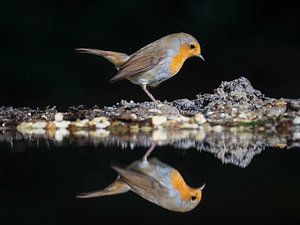 Roodborstje reflecteert van Bert Altena