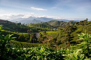 Plantation de thé à Cukul, Java sur Ellis Peeters