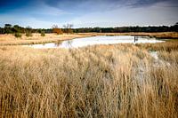 Winterven op de Sonse Heide, Nederland