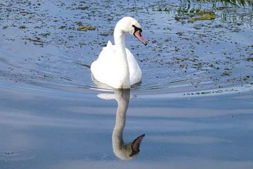 Witte zwanen in Friesland van Fotografie Sybrandy