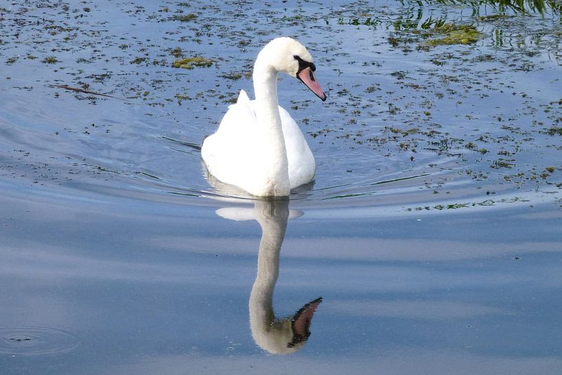 Witte zwanen in Friesland par Fotografie Sybrandy