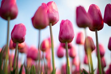 tulips by Astrid Volten