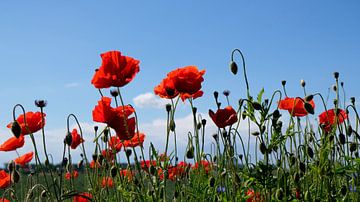 Mohnblumen von Ostsee Bilder