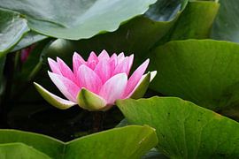 Pink Water Lily by Ronald Pol