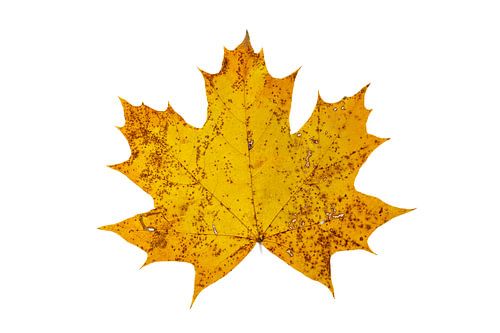 Esdoornbladeren in de herfst