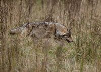 Wolf (Canis lupus) ein Raubtier jetzt auch in den Niederlanden