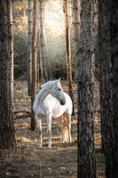 Wit paard op een zonnige dag in het bos
