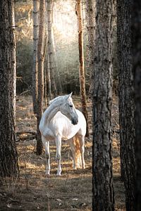 Cheval blanc par une journée ensoleillée dans la forêt sur Shirley van Lieshout