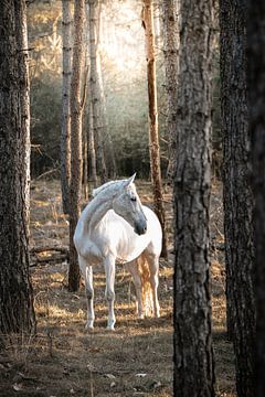 Wit paard op een zonnige dag in het bos van Shirley van Lieshout