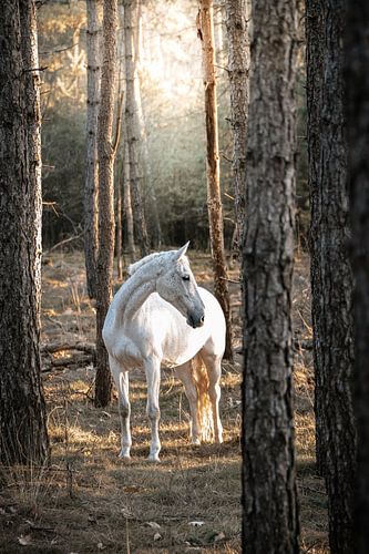 Cheval blanc par une journée ensoleillée dans la forêt