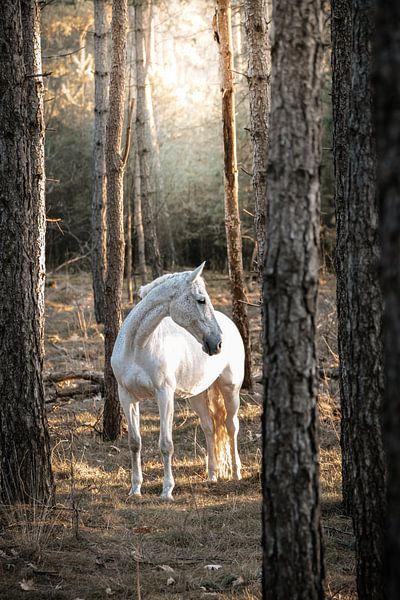 Weißes Pferd an einem sonnigen Tag im Wald von Shirley van Lieshout