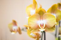 Phalaenopsis jaune