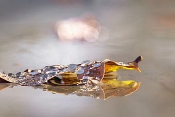 Gouttes de pluie ensoleillées de conte de fées sur MientjeBerkersPhotography