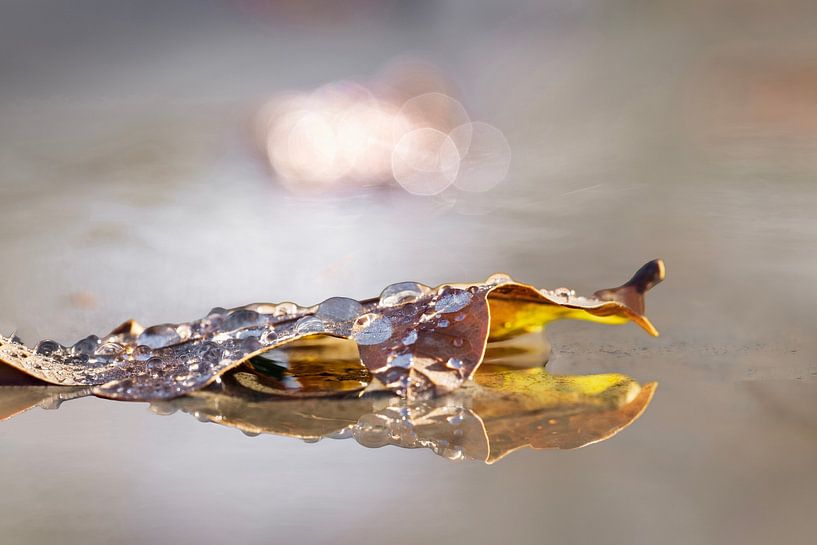 Gouttes de pluie ensoleillées de conte de fées par MientjeBerkersPhotography