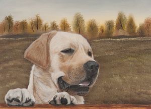 Blondes Labradorbild von Michelle Oude Avenhuis fine art