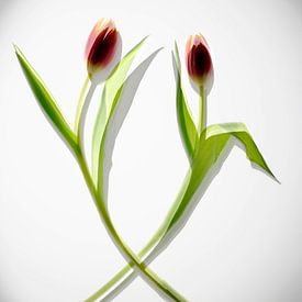 Danse de deux tulipes sur Sjoerd van der Hucht