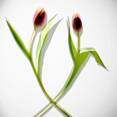Dans van twee tulpen