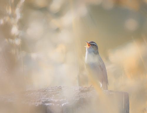 Vogel zingend op paal