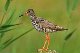 Common Redshank on Terschelling by Beschermingswerk voor aan uw muur