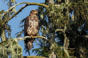 Bald eagle in nature