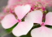Hortensia in roze von Greetje van Son Miniaturansicht