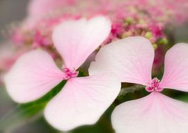 Hydrangeas in pink by Greetje van Son