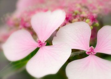 Hydrangeas in pink von Greetje van Son
