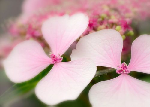 Hortensia in roze