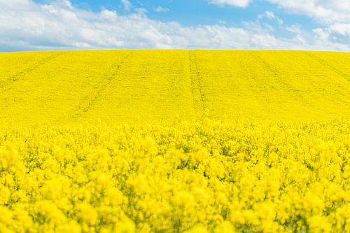 Het bloeiende lijnzaadveld aan de Opaalkust