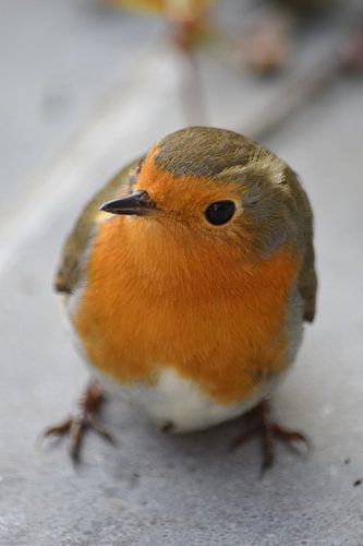 Robin on the terrace