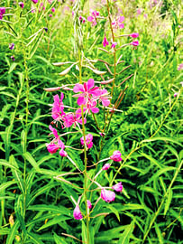 Fleurs de l'épilobe magenta dans une prairie alpine ensoleillée sur Strange Paradise
